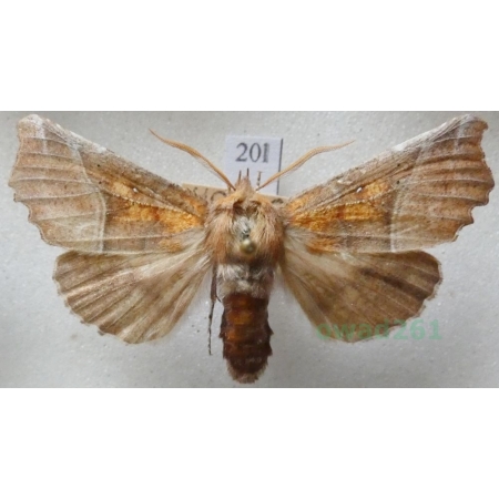 Scoliopteryx libatrix (Linnaeus, 1758) Szczerbówka ksieni Czech20l